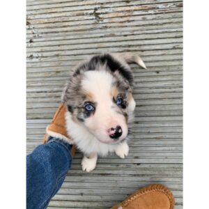 Benji