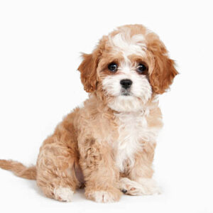 Cavapoo
